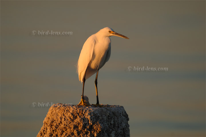 Schmuckreiher Schmuckreiher