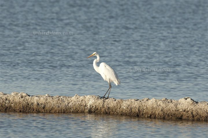 Silberreiher Silberreiher