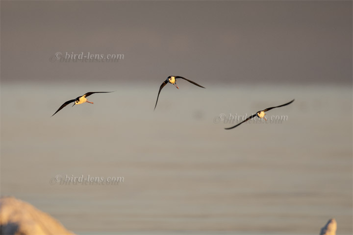 Nordamerikanischer Stelzenläufer Nordamerikanischer Stelzenläufer
