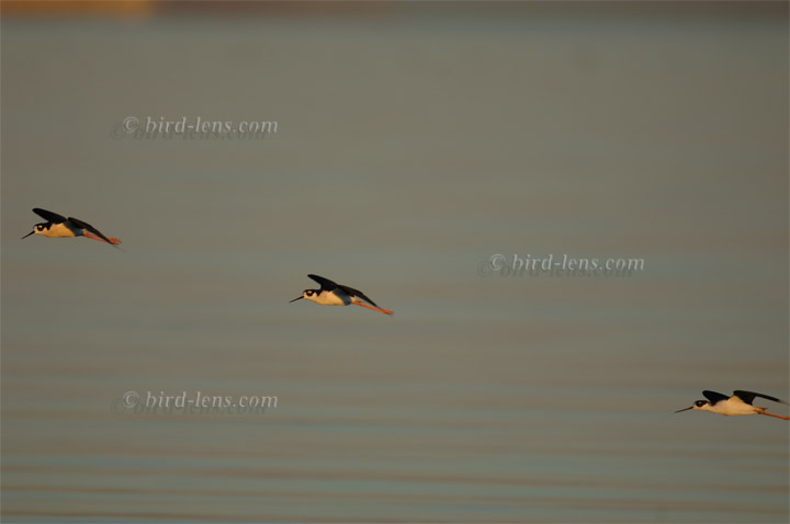 Nordamerikanischer Stelzenläufer Nordamerikanischer Stelzenläufer