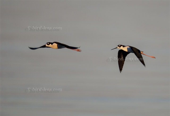 Nordamerikanischer Stelzenläufer Nordamerikanischer Stelzenläufer