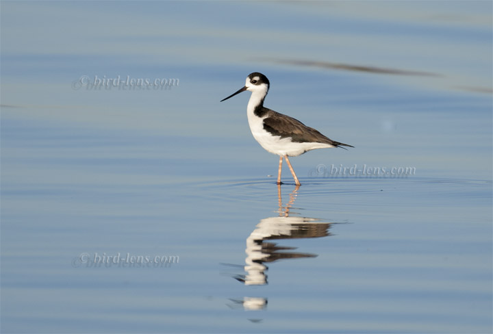Nordamerikanischer Stelzenläufer