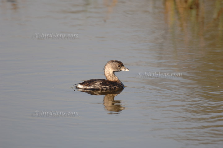 Bindentaucher Bindentaucher