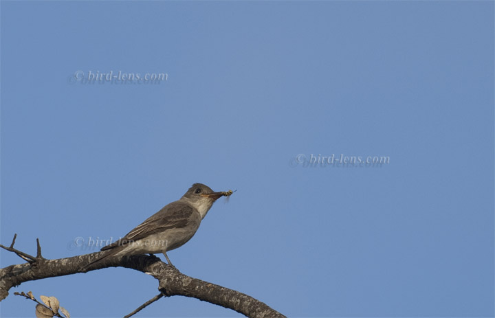 Westlicher Waldtyrann