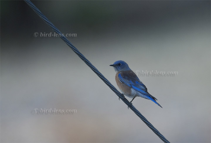 Blaukehl-Hüttensänger Blaukehl-Hüttensänger