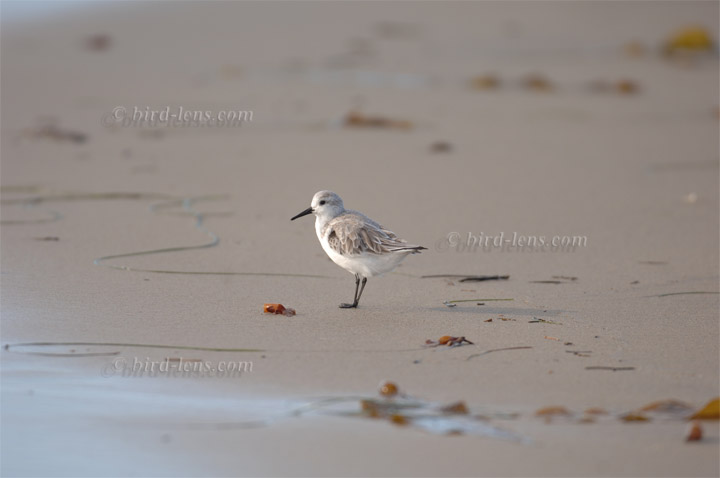 Sanderling