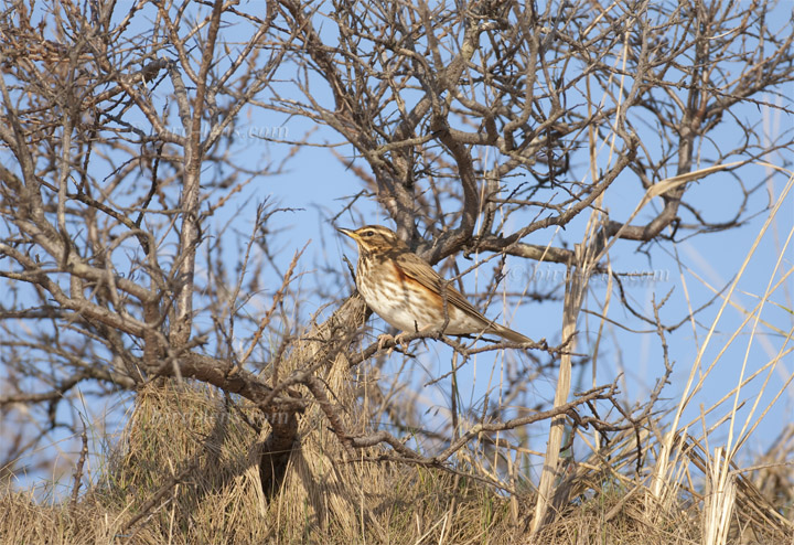 Rotdrossel Rotdrossel