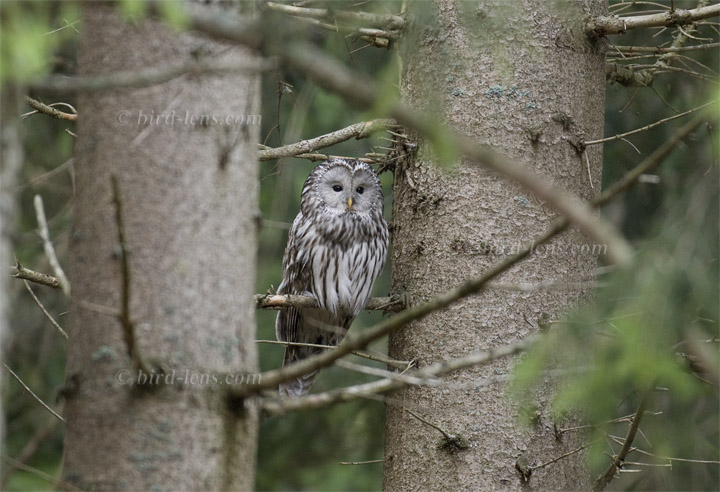 Habichtskauz Habichtskauz