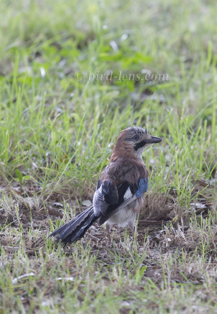 Eichelhäher Eichelhäher