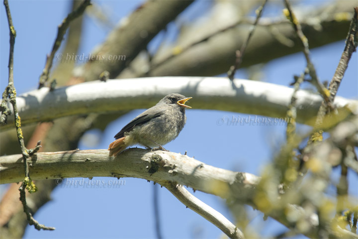 Hausrotschwanz Hausrotschwanz