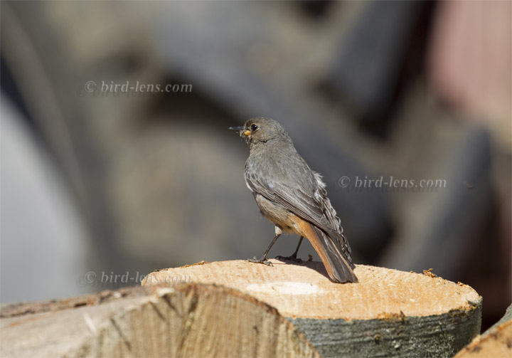 Hausrotschwanz Hausrotschwanz