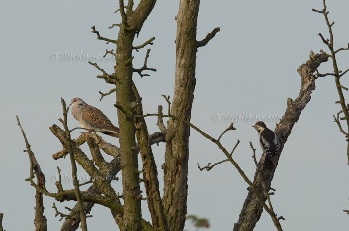 Turteltaube Turteltaube