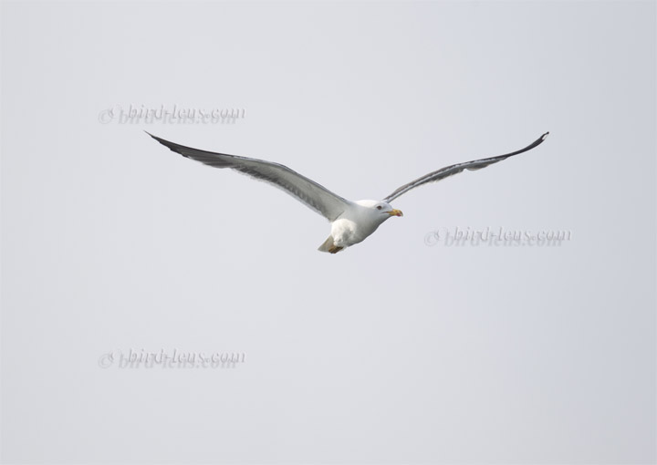 Heringsmöwe Heringsmöwe