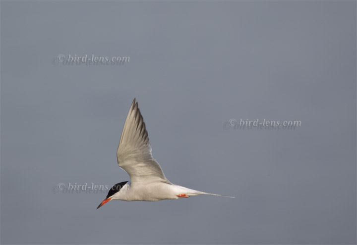 Flußseeschwalbe Flußseeschwalbe