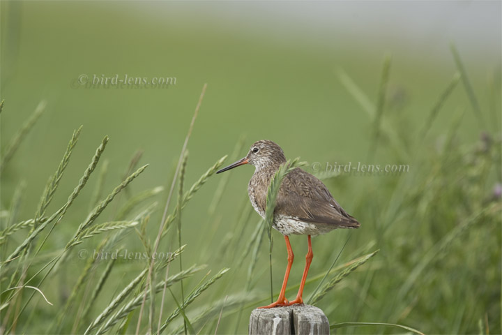 Rotschenkel Rotschenkel