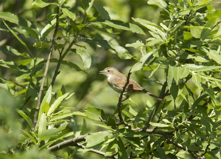 Dorngrasmücke Dorngrasmücke