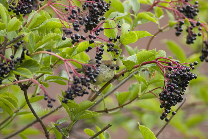 Mönchsgrasmücke Mönchsgrasmücke