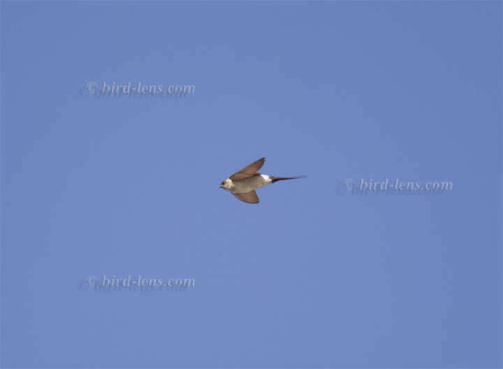 Rötelschwalbe Rötelschwalbe