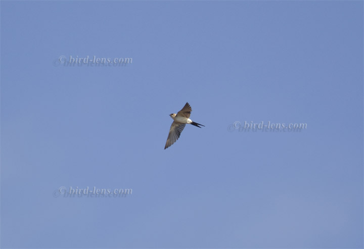 Rötelschwalbe Rötelschwalbe