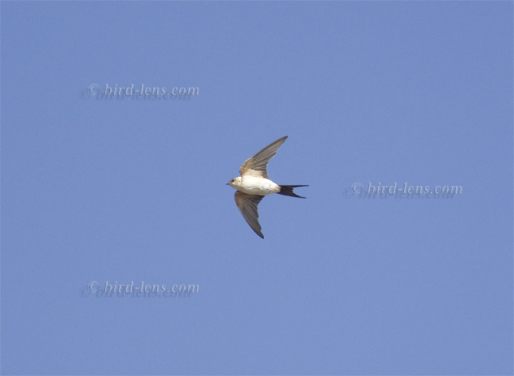 Rötelschwalbe Rötelschwalbe