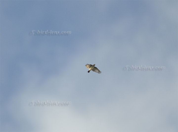 Heidelerche Heidelerche