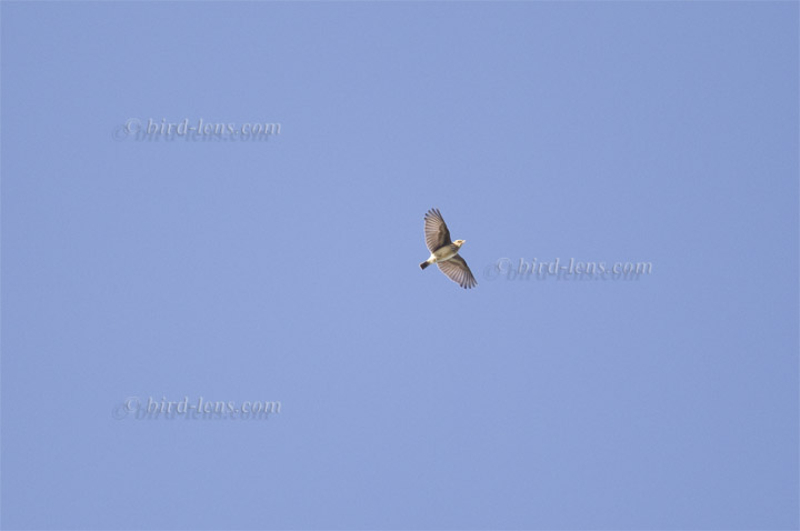 Heidelerche Heidelerche