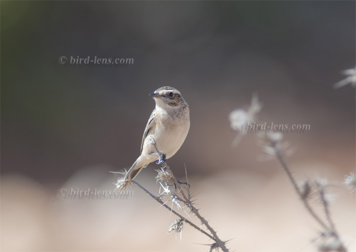 Braunkehlchen Braunkehlchen