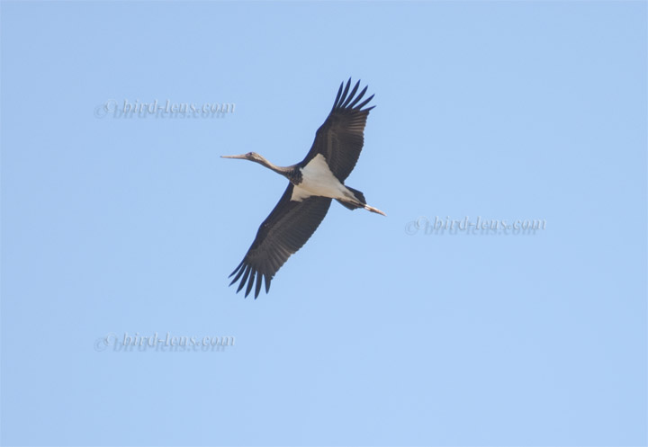Black Stork Black Stork