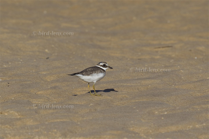 Common Ringed Plover Common Ringed Plover