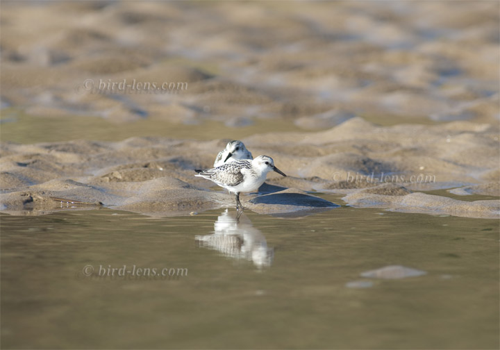Sanderling