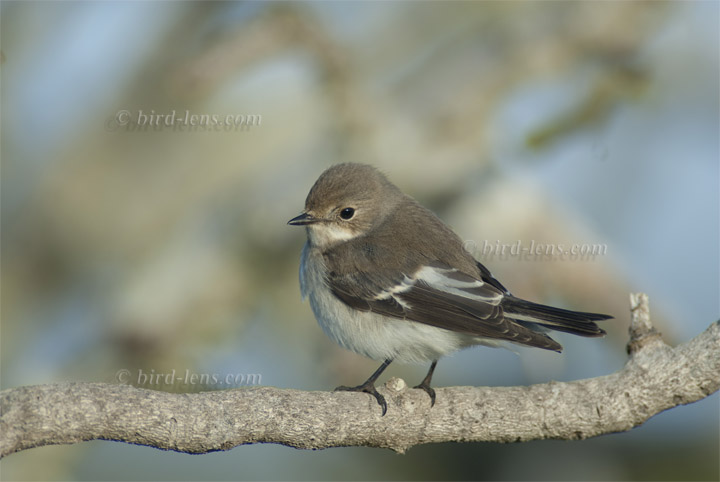 Trauerschnäpper Trauerschnäpper