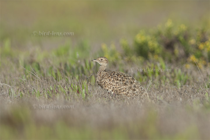 Zwergtrappe Zwergtrappe