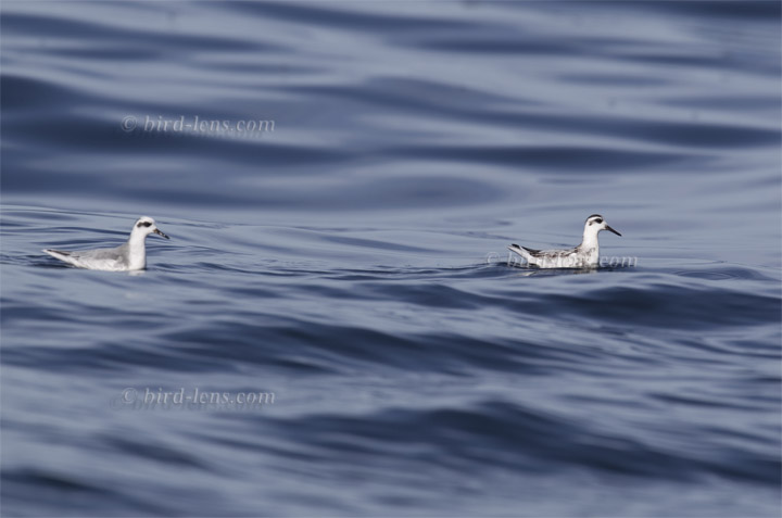 Thorshühnchen Thorshühnchen