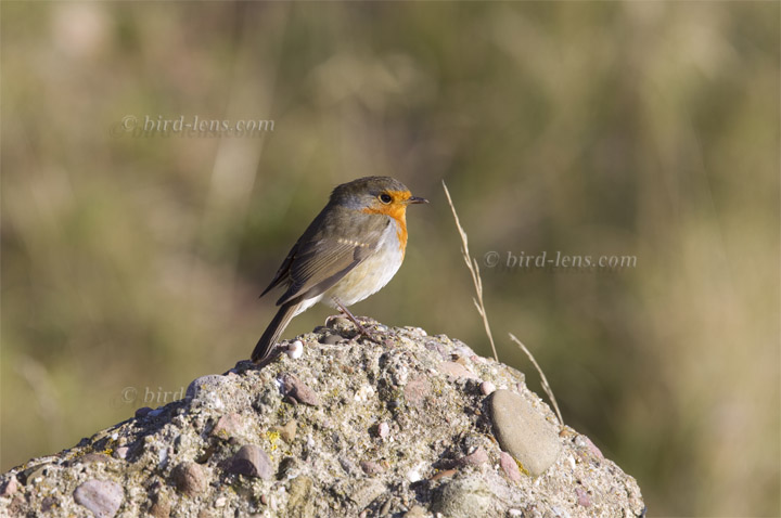 Rotkehlchen Rotkehlchen