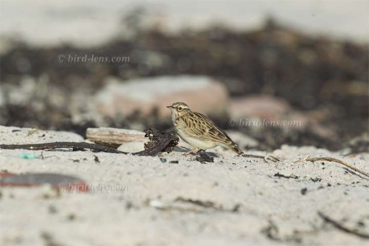 Heidelerche Heidelerche