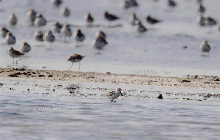 Löffelstrandläufer Löffelstrandläufer