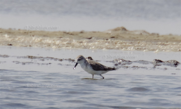 Löffelstrandläufer Löffelstrandläufer