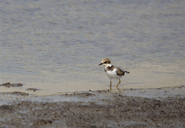 Flußregenpfeifer Flußregenpfeifer