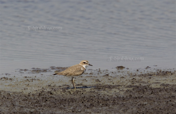 Seeregenpfeifer Seeregenpfeifer
