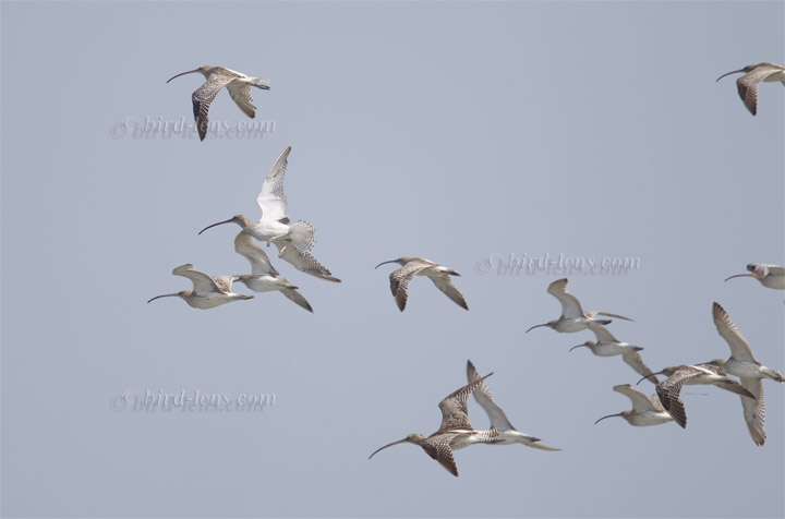 Großer Brachvogel Großer Brachvogel