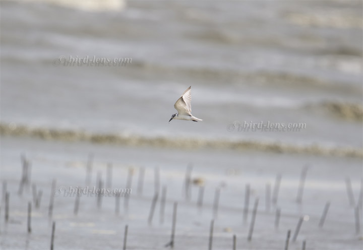 Weissbart-Seeschwalbe Weissbart-Seeschwalbe