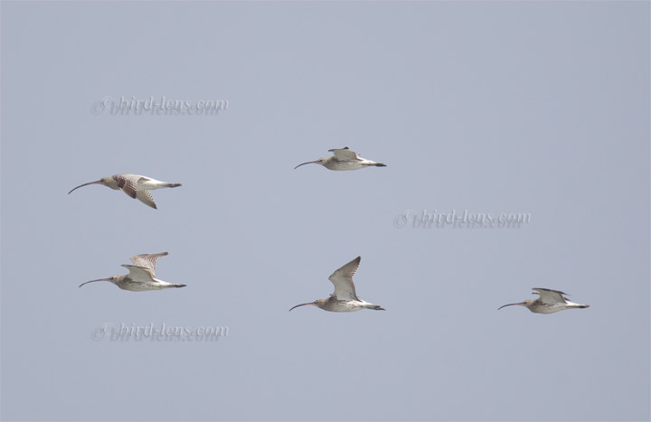 Großer Brachvogel Großer Brachvogel
