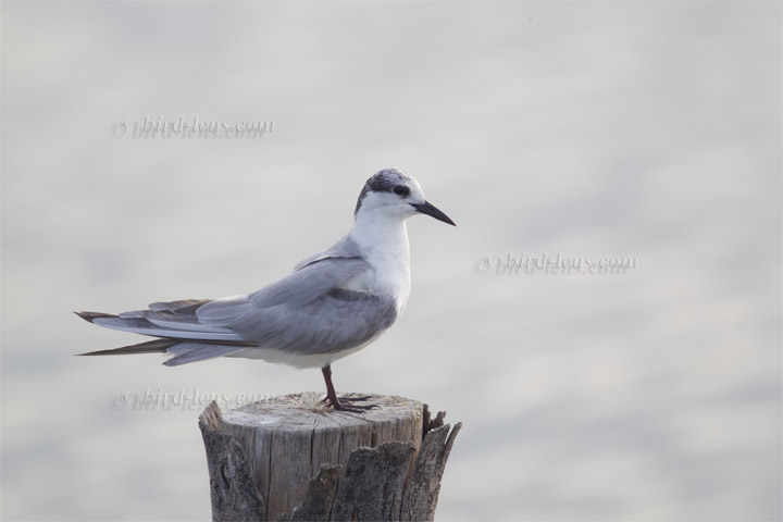 Weissbart-Seeschwalbe Weissbart-Seeschwalbe