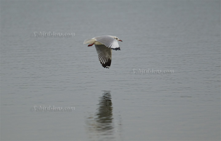 Brown-headed Gull