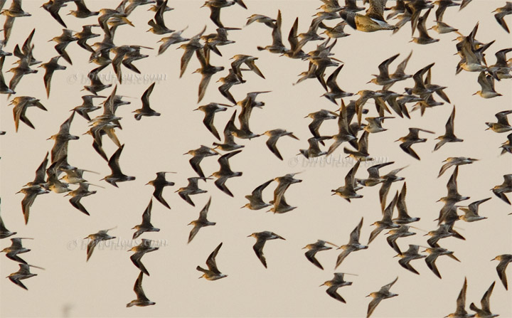 Anadyr-Knutt Anadyr-Knutt