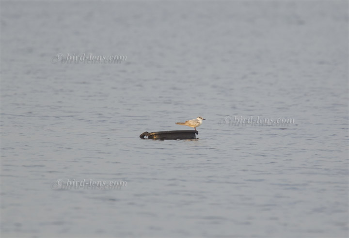 Weißflügel-Seeschwalbe Weißflügel-Seeschwalbe