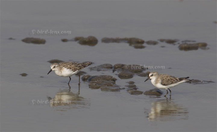 Rotkehl-Strandläufer Rotkehl-Strandläufer