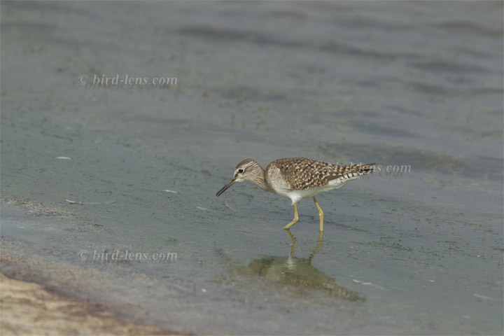 Bruchwasserläufer Bruchwasserläufer