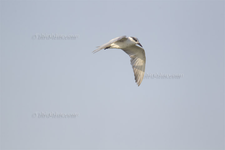 Weissbart-Seeschwalbe Weissbart-Seeschwalbe