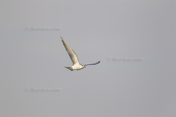 Weissbart-Seeschwalbe Weissbart-Seeschwalbe